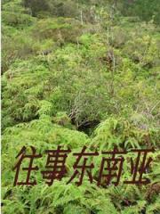 闯入缅北的一群人